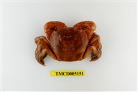 藏品(字紋弓蟹)的圖片